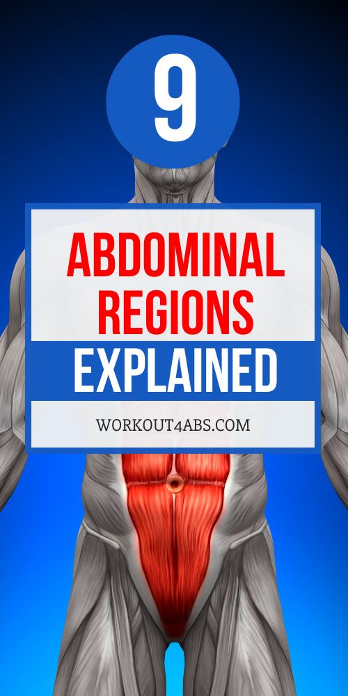 Abdominal Regions Explained